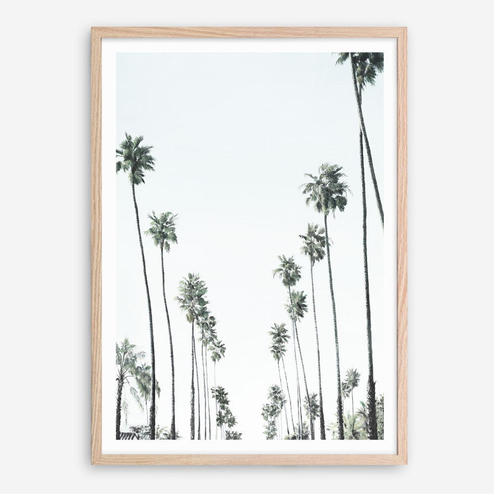 Shop California Palms II Art Print a coastal themed painted wall art print from The Print Emporium wall artwork collection - Buy Australian made fine art painting style poster and framed prints for the home and your interior decor room, TPE-482-AP