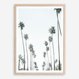 Shop California Palms II Art Print a coastal themed painted wall art print from The Print Emporium wall artwork collection - Buy Australian made fine art painting style poster and framed prints for the home and your interior decor room, TPE-482-AP