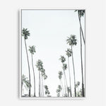 Shop California Palms II Canvas Print a painted style framed canvas wall art print from The Print Emporium artwork collection - Buy Australian made fine art painting style stretched canvas prints for the home and your interior decor space, TPE-482-CA-35X46-NF