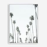 Shop California Palms II Canvas Print a painted style framed canvas wall art print from The Print Emporium artwork collection - Buy Australian made fine art painting style stretched canvas prints for the home and your interior decor space, TPE-482-CA-35X46-NF