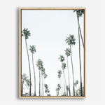 Shop California Palms II Canvas Print a painted style framed canvas wall art print from The Print Emporium artwork collection - Buy Australian made fine art painting style stretched canvas prints for the home and your interior decor space, TPE-482-CA-35X46-NF