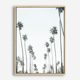 Shop California Palms II Canvas Print a painted style framed canvas wall art print from The Print Emporium artwork collection - Buy Australian made fine art painting style stretched canvas prints for the home and your interior decor space, TPE-482-CA-35X46-NF