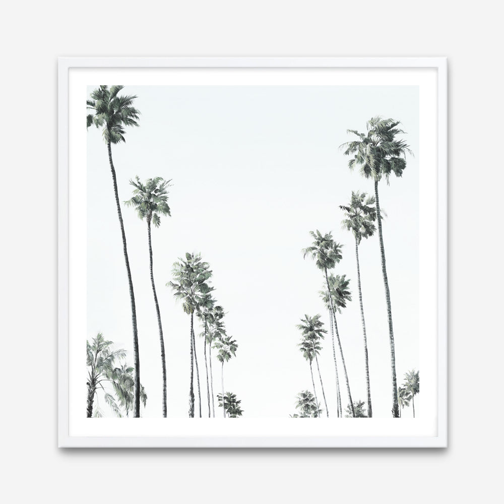 Shop California Palms II (Square) Art Print a coastal themed painted wall art print from The Print Emporium wall artwork collection - Buy Australian made fine art painting style poster and framed prints for the home and your interior decor room, TPE-481-AP