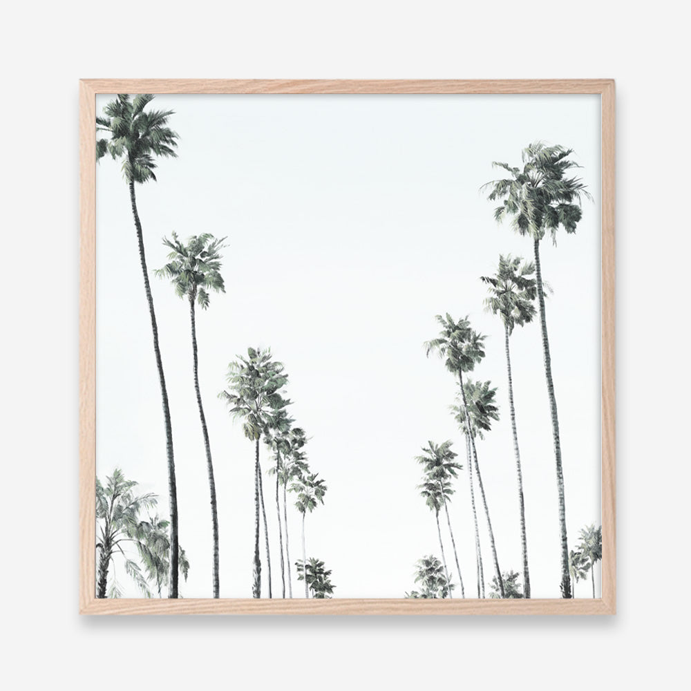 Shop California Palms II (Square) Art Print a coastal themed painted wall art print from The Print Emporium wall artwork collection - Buy Australian made fine art painting style poster and framed prints for the home and your interior decor room, TPE-481-AP