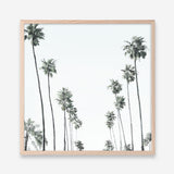Shop California Palms II (Square) Art Print a coastal themed painted wall art print from The Print Emporium wall artwork collection - Buy Australian made fine art painting style poster and framed prints for the home and your interior decor room, TPE-481-AP