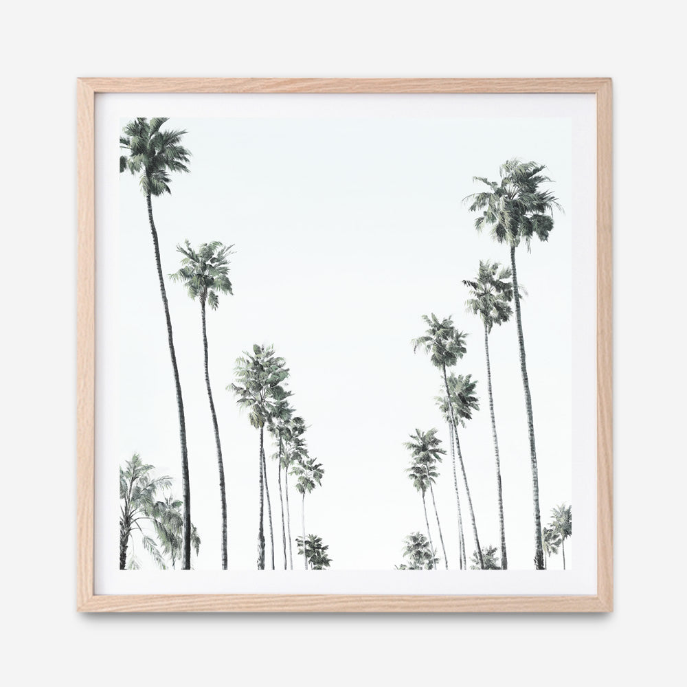 Shop California Palms II (Square) Art Print a coastal themed painted wall art print from The Print Emporium wall artwork collection - Buy Australian made fine art painting style poster and framed prints for the home and your interior decor room, TPE-481-AP