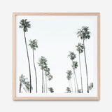 Shop California Palms II (Square) Art Print a coastal themed painted wall art print from The Print Emporium wall artwork collection - Buy Australian made fine art painting style poster and framed prints for the home and your interior decor room, TPE-481-AP