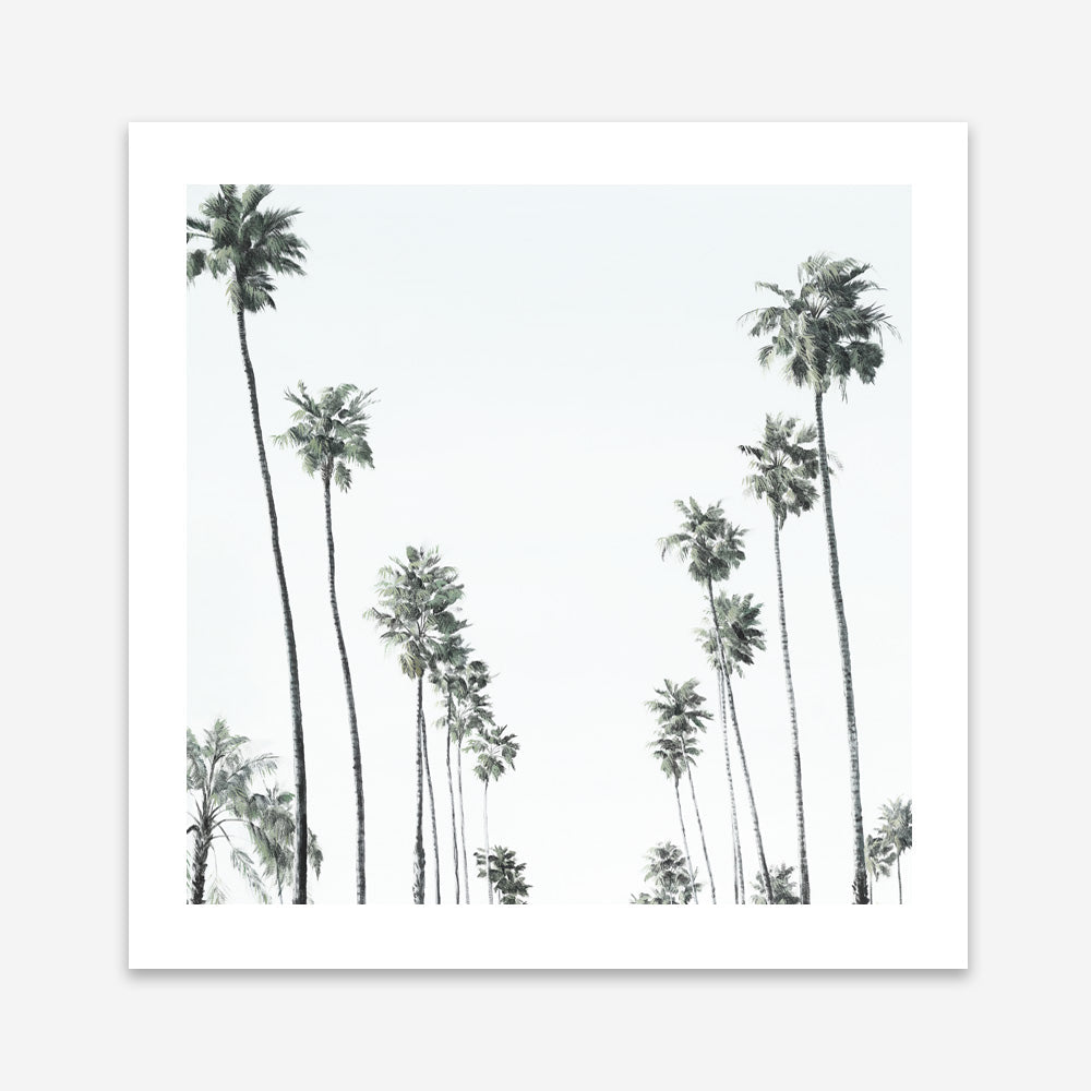 Shop California Palms II (Square) Art Print a coastal themed painted wall art print from The Print Emporium wall artwork collection - Buy Australian made fine art painting style poster and framed prints for the home and your interior decor room, TPE-481-AP
