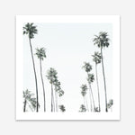 Shop California Palms II (Square) Art Print a coastal themed painted wall art print from The Print Emporium wall artwork collection - Buy Australian made fine art painting style poster and framed prints for the home and your interior decor room, TPE-481-AP