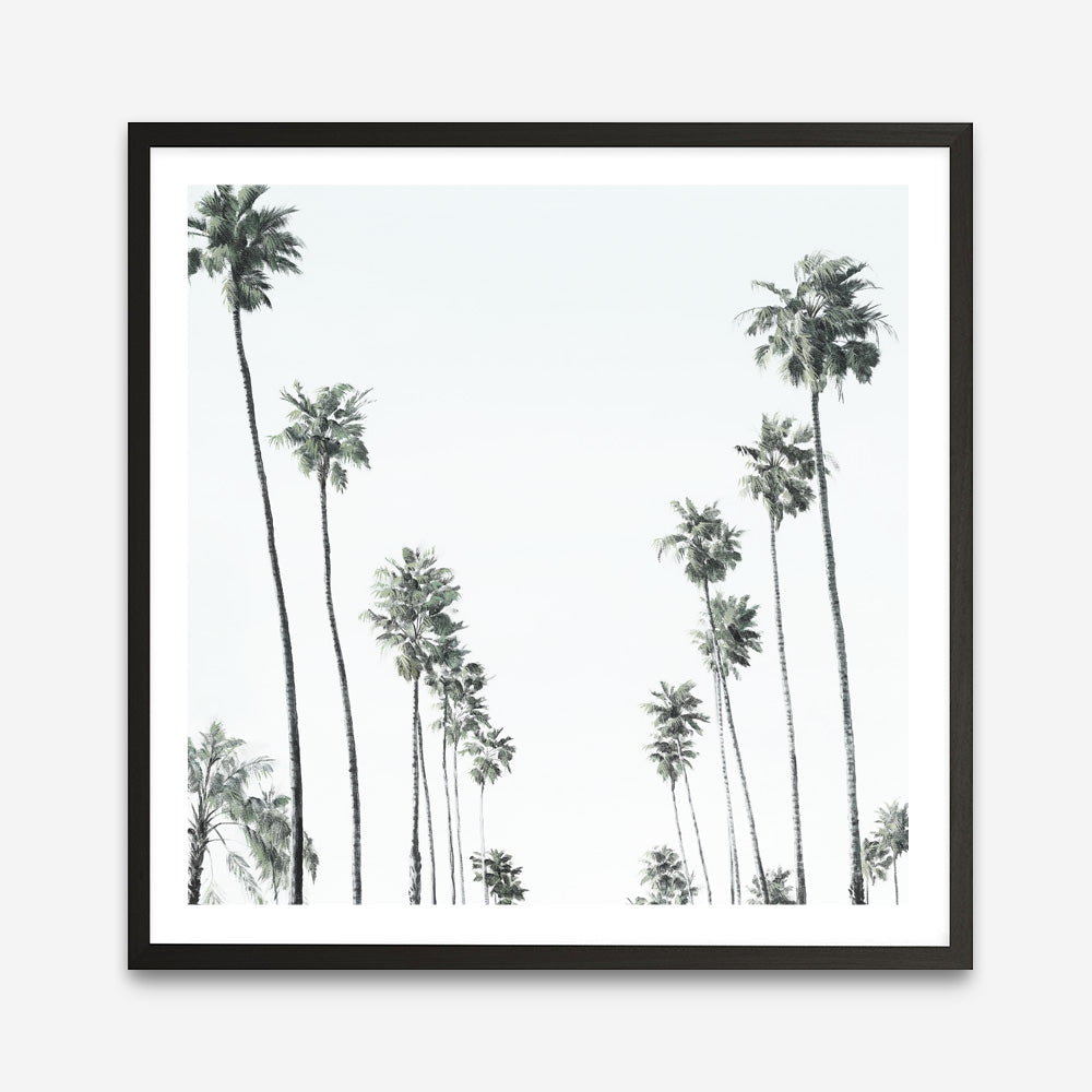 Shop California Palms II (Square) Art Print a coastal themed painted wall art print from The Print Emporium wall artwork collection - Buy Australian made fine art painting style poster and framed prints for the home and your interior decor room, TPE-481-AP