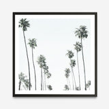 Shop California Palms II (Square) Art Print a coastal themed painted wall art print from The Print Emporium wall artwork collection - Buy Australian made fine art painting style poster and framed prints for the home and your interior decor room, TPE-481-AP