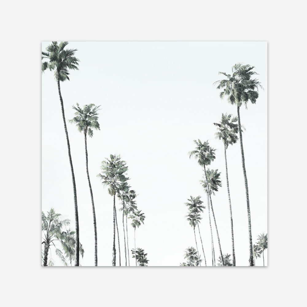 Shop California Palms II (Square) Art Print a coastal themed painted wall art print from The Print Emporium wall artwork collection - Buy Australian made fine art painting style poster and framed prints for the home and your interior decor room, TPE-481-AP