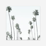 Shop California Palms II (Square) Art Print a coastal themed painted wall art print from The Print Emporium wall artwork collection - Buy Australian made fine art painting style poster and framed prints for the home and your interior decor room, TPE-481-AP