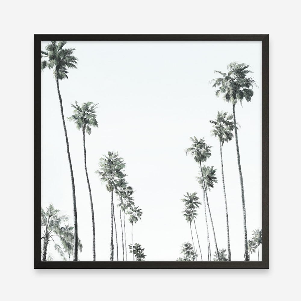 Shop California Palms II (Square) Art Print a coastal themed painted wall art print from The Print Emporium wall artwork collection - Buy Australian made fine art painting style poster and framed prints for the home and your interior decor room, TPE-481-AP