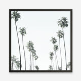 Shop California Palms II (Square) Art Print a coastal themed painted wall art print from The Print Emporium wall artwork collection - Buy Australian made fine art painting style poster and framed prints for the home and your interior decor room, TPE-481-AP