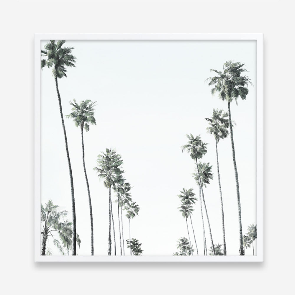 Shop California Palms II (Square) Art Print a coastal themed painted wall art print from The Print Emporium wall artwork collection - Buy Australian made fine art painting style poster and framed prints for the home and your interior decor room, TPE-481-AP