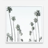 Shop California Palms II (Square) Art Print a coastal themed painted wall art print from The Print Emporium wall artwork collection - Buy Australian made fine art painting style poster and framed prints for the home and your interior decor room, TPE-481-AP