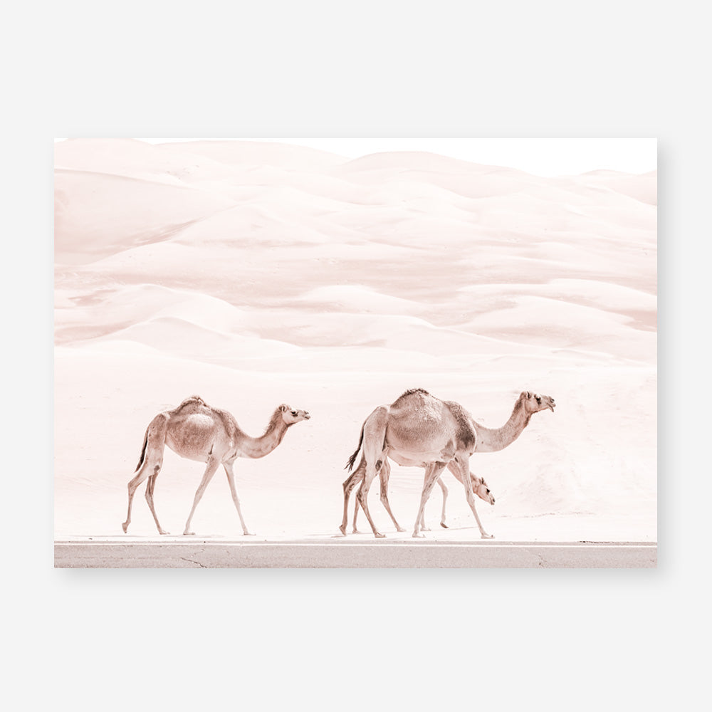 Shop Camel Highway Photo Art Print a Moroccan desert boho themed photography wall art print from The Print Emporium wall artwork collection - Buy Australian made fine art poster and framed prints for the home and your interior decor room, TPE-831-AP