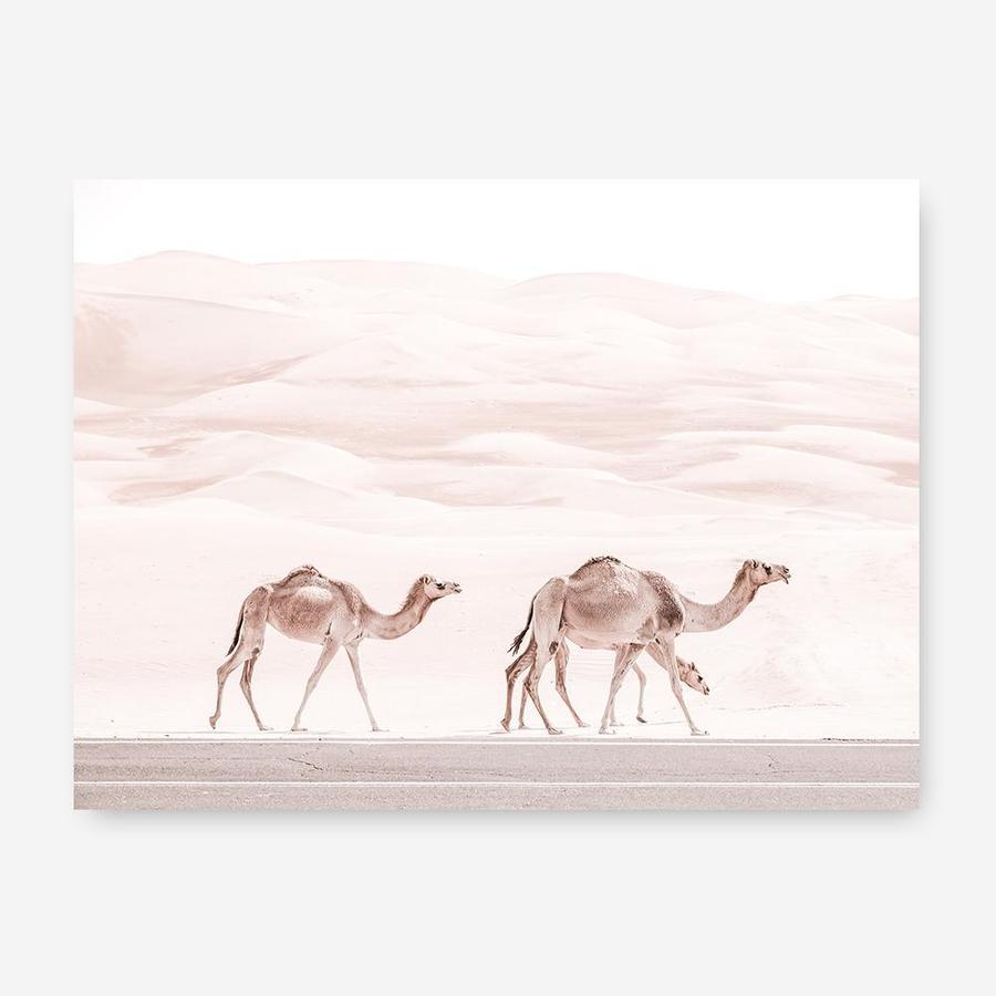 Shop Camel Highway Photo Canvas Print a Moroccan desert boho themed photography framed stretched canvas print from The Print Emporium wall artwork collection - Buy Australian made prints for the home and your interior decor space, TPE-831-CA-35X46-NF
