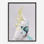 Shop Charlie The Cockatoo (Ice) Art Print a painted bird themed wall art print from The Print Emporium wall artwork collection - Buy Australian made fine art painting style poster and framed prints for the home and your interior decor room, TPE-221-AP