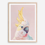 Shop Charlie The Cockatoo (Pink) Art Print a painted bird themed wall art print from The Print Emporium wall artwork collection - Buy Australian made fine art painting style poster and framed prints for the home and your interior decor room, TPE-220-AP