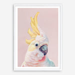 Shop Charlie The Cockatoo (Pink) Art Print a painted bird themed wall art print from The Print Emporium wall artwork collection - Buy Australian made fine art painting style poster and framed prints for the home and your interior decor room, TPE-220-AP