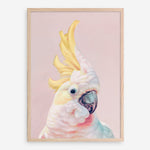Shop Charlie The Cockatoo (Pink) Art Print a painted bird themed wall art print from The Print Emporium wall artwork collection - Buy Australian made fine art painting style poster and framed prints for the home and your interior decor room, TPE-220-AP