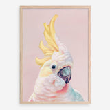 Shop Charlie The Cockatoo (Pink) Art Print a painted bird themed wall art print from The Print Emporium wall artwork collection - Buy Australian made fine art painting style poster and framed prints for the home and your interior decor room, TPE-220-AP