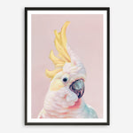 Shop Charlie The Cockatoo (Pink) Art Print a painted bird themed wall art print from The Print Emporium wall artwork collection - Buy Australian made fine art painting style poster and framed prints for the home and your interior decor room, TPE-220-AP
