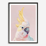 Shop Charlie The Cockatoo (Pink) Art Print a painted bird themed wall art print from The Print Emporium wall artwork collection - Buy Australian made fine art painting style poster and framed prints for the home and your interior decor room, TPE-220-AP