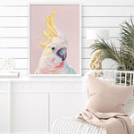 Shop Charlie The Cockatoo (Pink) Art Print a painted bird themed wall art print from The Print Emporium wall artwork collection - Buy Australian made fine art painting style poster and framed prints for the home and your interior decor room, TPE-220-AP