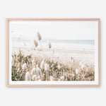 Shop Coastal Grass Photo Art Print a coastal themed photography wall art print from The Print Emporium wall artwork collection - Buy Australian made fine art poster and framed prints for the home and your interior decor, TPE-1051-AP