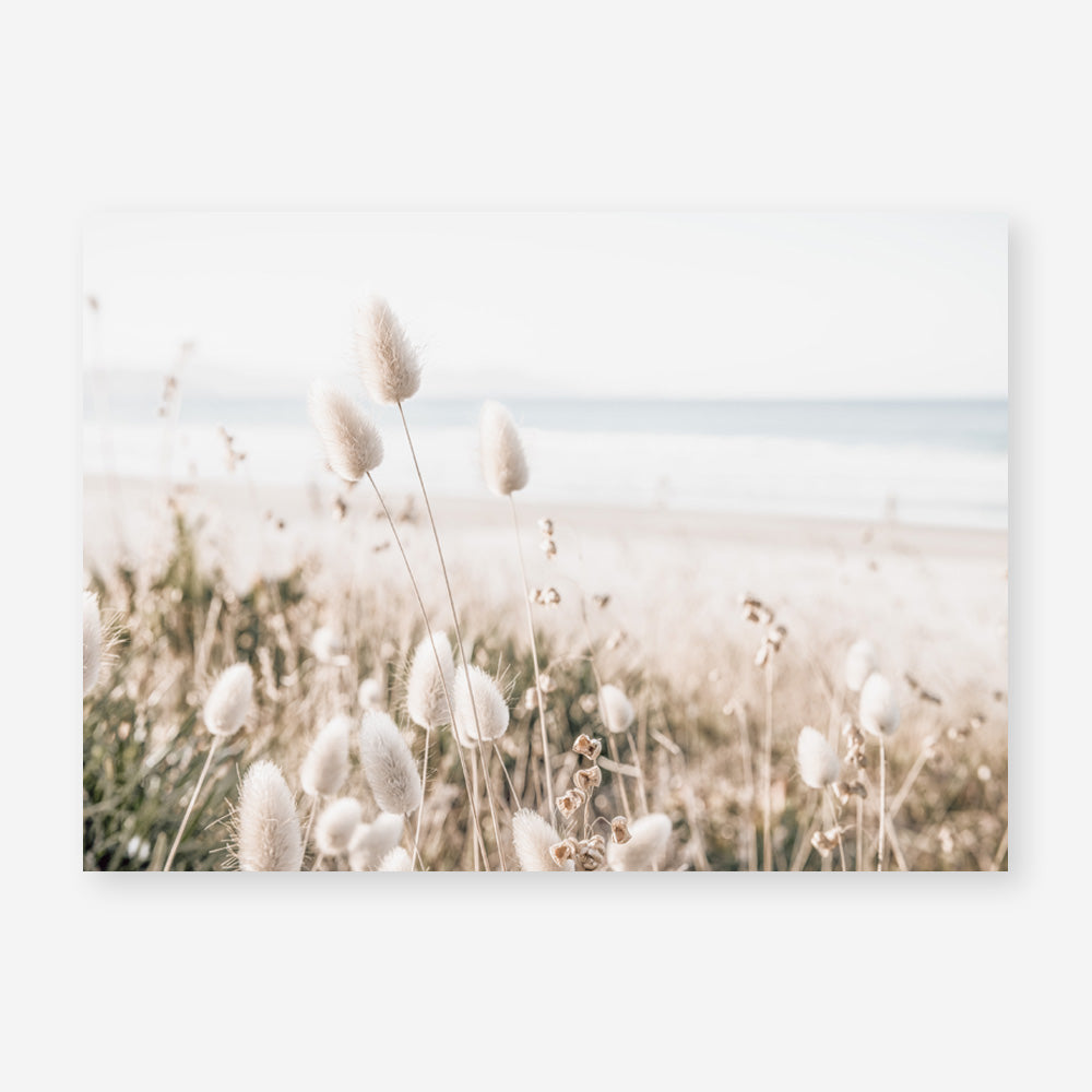 Shop Coastal Grass Photo Art Print a coastal themed photography wall art print from The Print Emporium wall artwork collection - Buy Australian made fine art poster and framed prints for the home and your interior decor, TPE-1051-AP