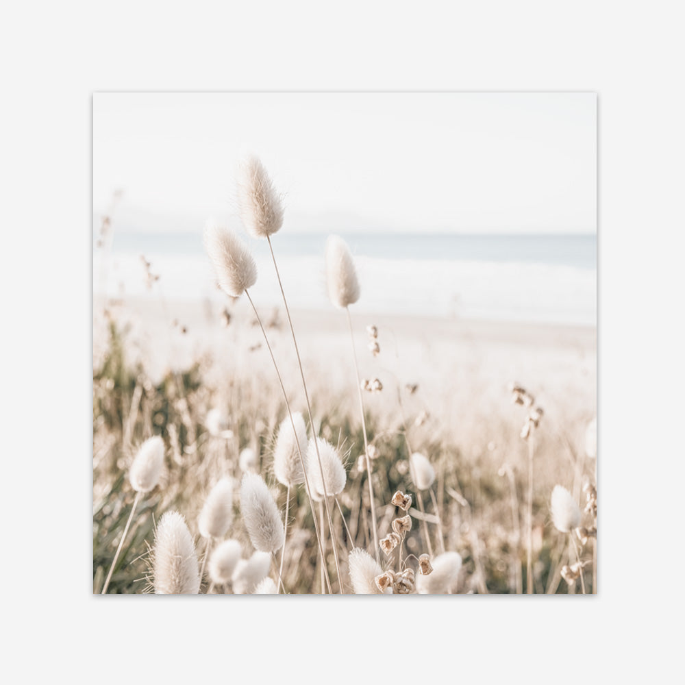 Shop Coastal Grass (Square) Photo Art Print a coastal themed photography wall art print from The Print Emporium wall artwork collection - Buy Australian made fine art poster and framed prints for the home and your interior decor, TPE-1150-AP
