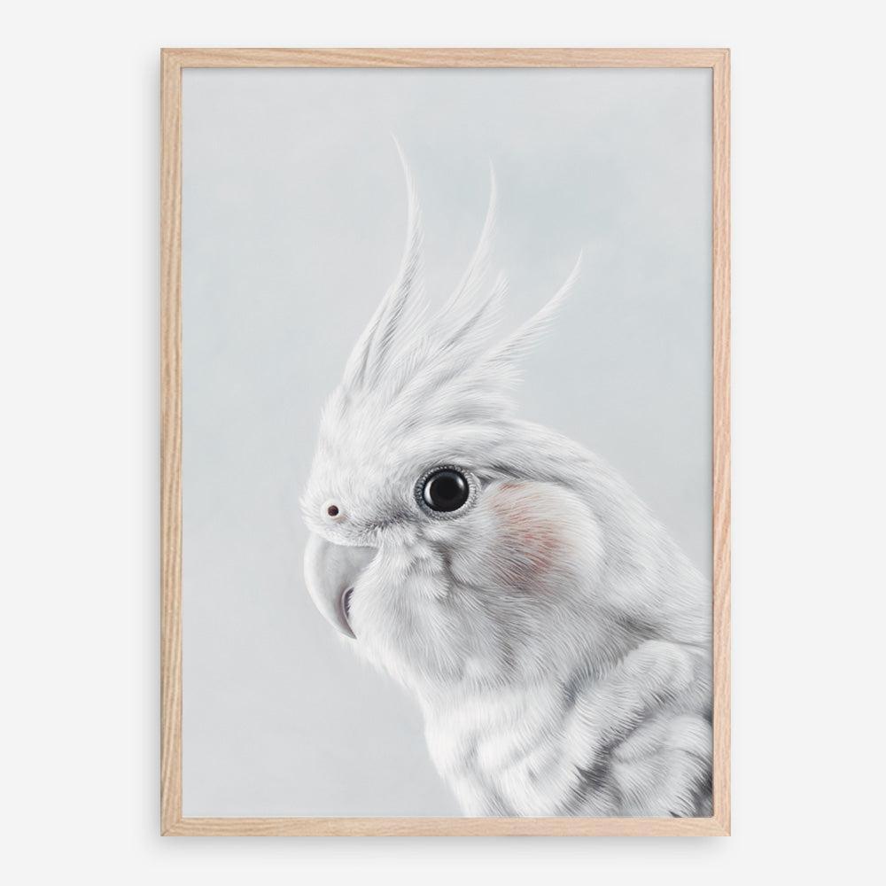 Shop Cockatiel Art Print a painted bird themed wall art print from The Print Emporium wall artwork collection - Buy Australian made fine art painting style poster and framed prints for the home and your interior decor room, TPE-012-AP