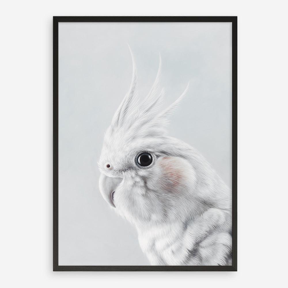 Shop Cockatiel Art Print a painted bird themed wall art print from The Print Emporium wall artwork collection - Buy Australian made fine art painting style poster and framed prints for the home and your interior decor room, TPE-012-AP