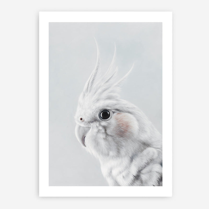 Shop Cockatiel Art Print a painted bird themed wall art print from The Print Emporium wall artwork collection - Buy Australian made fine art painting style poster and framed prints for the home and your interior decor room, TPE-012-AP