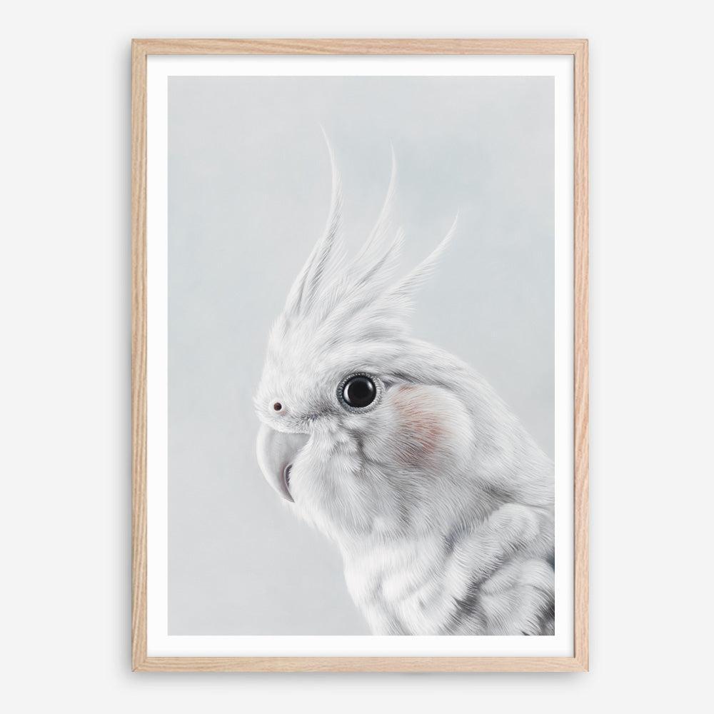 Shop Cockatiel Art Print a painted bird themed wall art print from The Print Emporium wall artwork collection - Buy Australian made fine art painting style poster and framed prints for the home and your interior decor room, TPE-012-AP