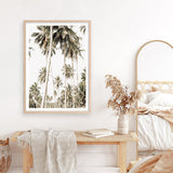 Shop Coconut Palm Plantation Photo Art Print a coastal themed photography wall art print from The Print Emporium wall artwork collection - Buy Australian made fine art poster and framed prints for the home and your interior decor, TPE-1088-AP