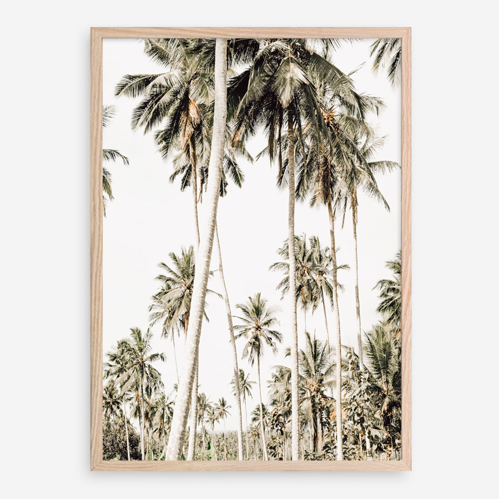 Shop Coconut Palm Plantation Photo Art Print a coastal themed photography wall art print from The Print Emporium wall artwork collection - Buy Australian made fine art poster and framed prints for the home and your interior decor, TPE-1088-AP