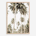 Shop Coconut Palm Plantation Photo Art Print a coastal themed photography wall art print from The Print Emporium wall artwork collection - Buy Australian made fine art poster and framed prints for the home and your interior decor, TPE-1088-AP