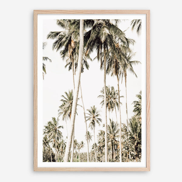 Shop Coconut Palm Plantation Photo Art Print a coastal themed photography wall art print from The Print Emporium wall artwork collection - Buy Australian made fine art poster and framed prints for the home and your interior decor, TPE-1088-AP