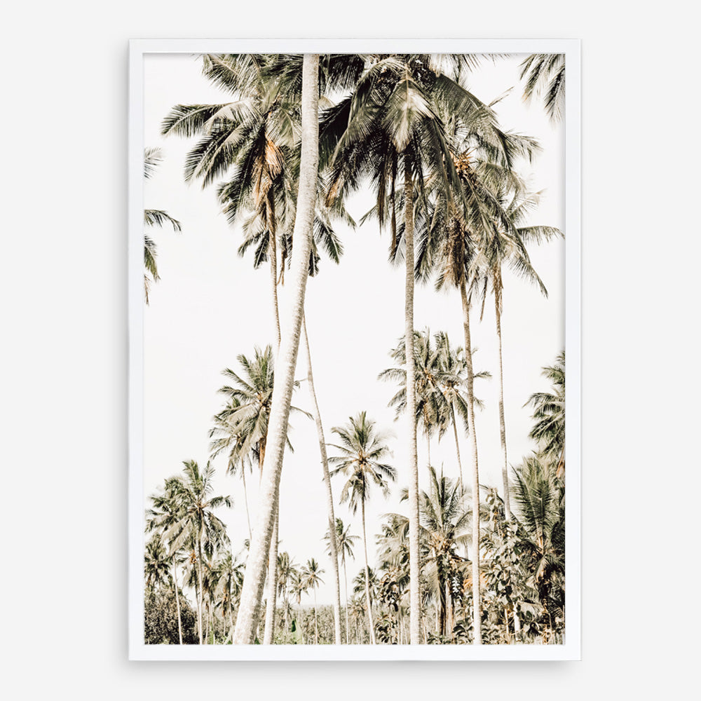 Shop Coconut Palm Plantation Photo Art Print a coastal themed photography wall art print from The Print Emporium wall artwork collection - Buy Australian made fine art poster and framed prints for the home and your interior decor, TPE-1088-AP
