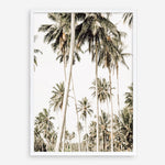 Shop Coconut Palm Plantation Photo Art Print a coastal themed photography wall art print from The Print Emporium wall artwork collection - Buy Australian made fine art poster and framed prints for the home and your interior decor, TPE-1088-AP