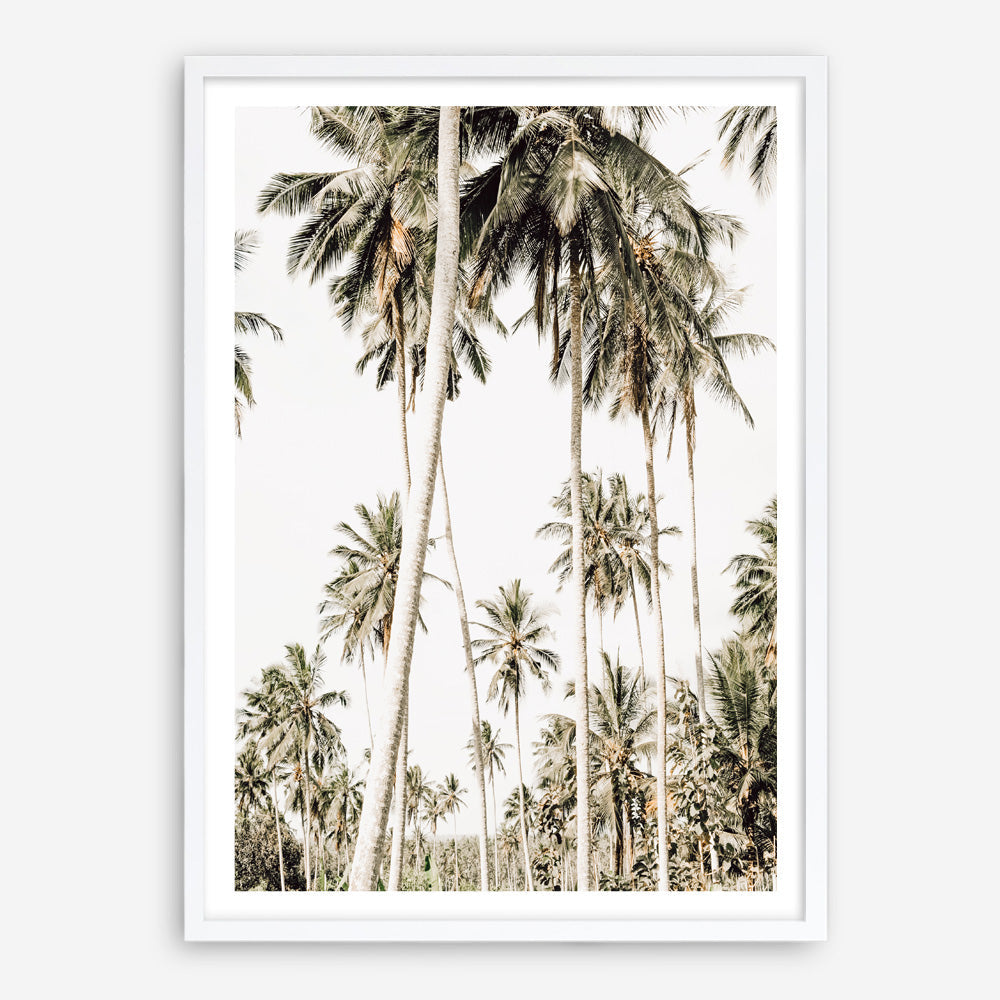 Shop Coconut Palm Plantation Photo Art Print a coastal themed photography wall art print from The Print Emporium wall artwork collection - Buy Australian made fine art poster and framed prints for the home and your interior decor, TPE-1088-AP