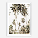 Shop Coconut Palm Plantation Photo Art Print a coastal themed photography wall art print from The Print Emporium wall artwork collection - Buy Australian made fine art poster and framed prints for the home and your interior decor, TPE-1088-AP