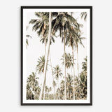 Shop Coconut Palm Plantation Photo Art Print a coastal themed photography wall art print from The Print Emporium wall artwork collection - Buy Australian made fine art poster and framed prints for the home and your interior decor, TPE-1088-AP