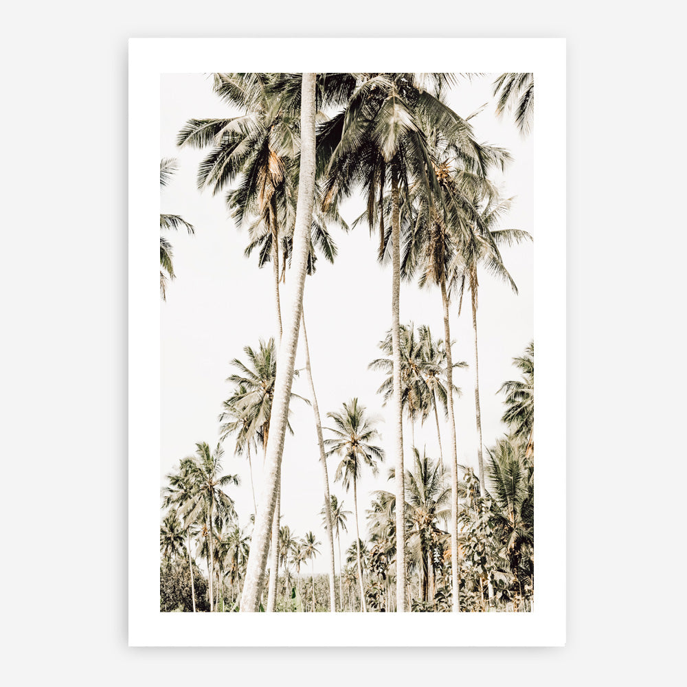 Shop Coconut Palm Plantation Photo Art Print a coastal themed photography wall art print from The Print Emporium wall artwork collection - Buy Australian made fine art poster and framed prints for the home and your interior decor, TPE-1088-AP