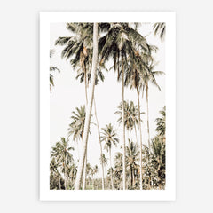 Shop Coconut Palm Plantation Photo Art Print a coastal themed photography wall art print from The Print Emporium wall artwork collection - Buy Australian made fine art poster and framed prints for the home and your interior decor, TPE-1088-AP