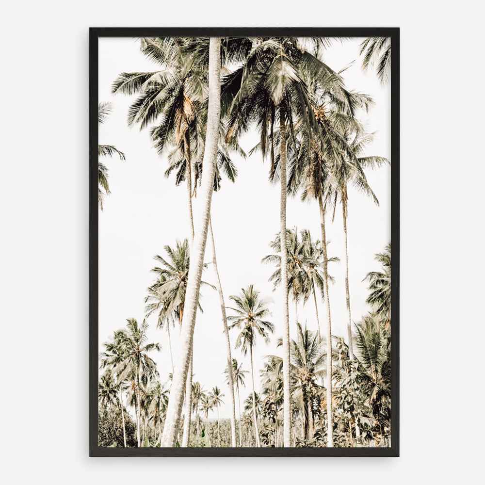 Shop Coconut Palm Plantation Photo Art Print a coastal themed photography wall art print from The Print Emporium wall artwork collection - Buy Australian made fine art poster and framed prints for the home and your interior decor, TPE-1088-AP